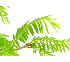 Dehner Outdoor-Bonsai Urweltmammutbaum - Metasequoia glyptostroboides Hellgrün Online