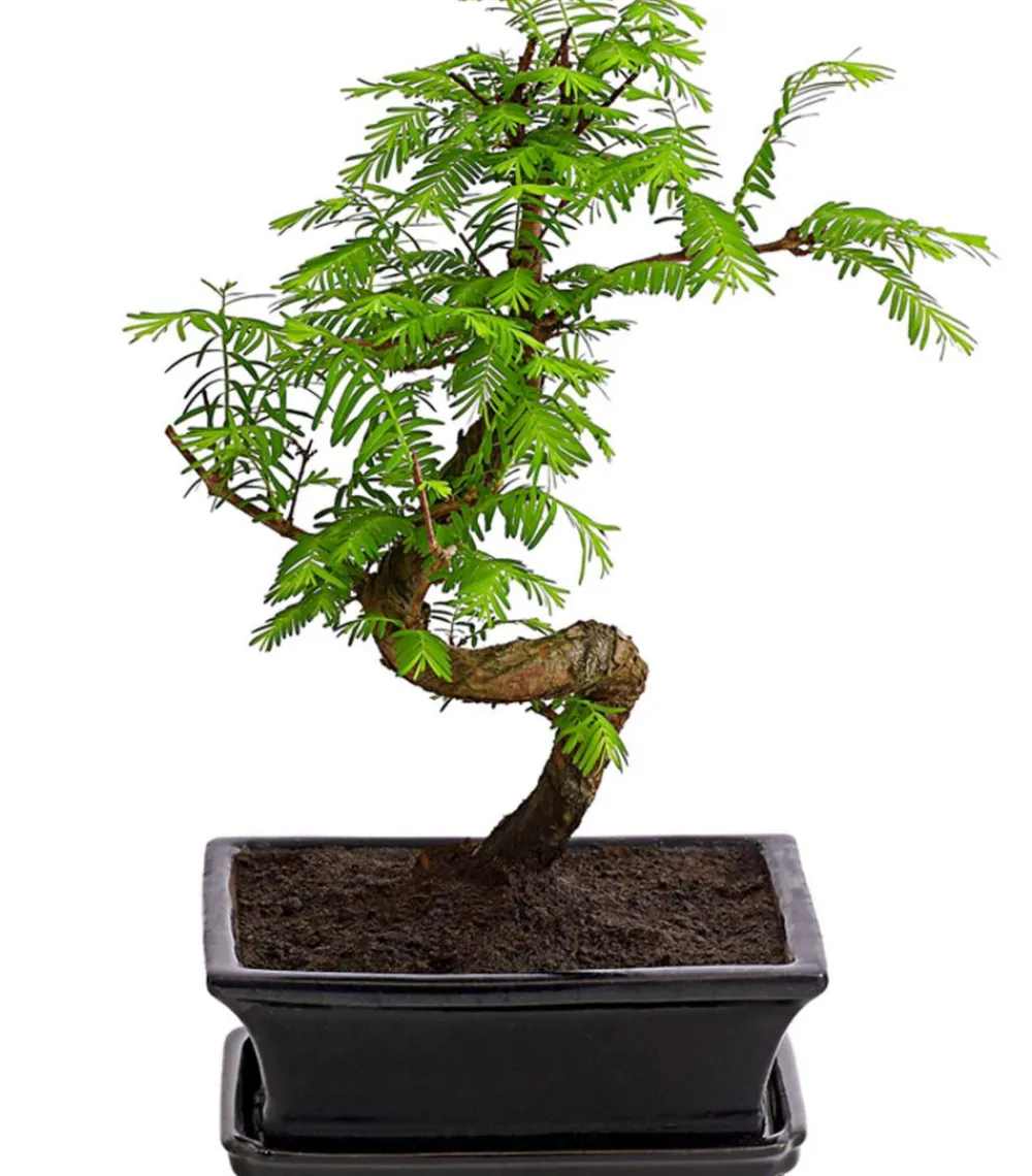 Dehner Outdoor-Bonsai Urweltmammutbaum - Metasequoia glyptostroboides Hellgrün Online