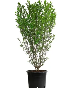 Dehner Laubgehölze|Xxl-Gartenpflanzen > Ovalblättriger Liguster