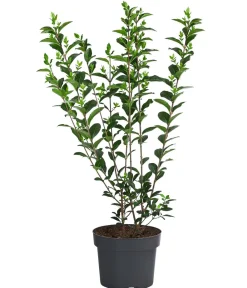 Dehner Laubgehölze|Xxl-Gartenpflanzen > Ovalblättriger Liguster