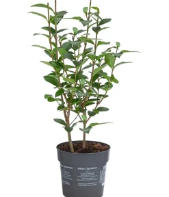 Dehner Laubgehölze|Xxl-Gartenpflanzen - Ovalblättriger Liguster Dunkelgrün