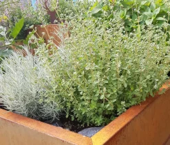 palatino Pflanzkübel & Blumenkästen|Hochbeete & Frühbeete - Cortenstahl-Pflanzgefäß Lotte, rechteckig, Braun