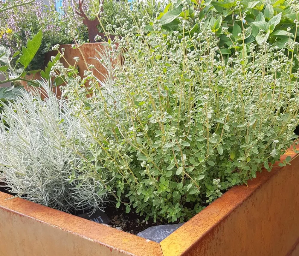 palatino Pflanzkübel & Blumenkästen|Hochbeete & Frühbeete - Cortenstahl-Pflanzgefäß Lotte, rechteckig, Braun