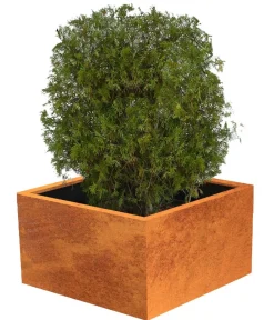 palatino Pflanzkübel & Blumenkästen|Blumentöpfe & Übertöpfe > Cortenstahl-Pflanzgefäß Clara, ca. B80/H50/T80 cm