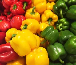 Dehner Peperoni- & Paprikapflanzen > Paprika,