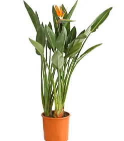 Dehner Terrassenpflanzen > Paradiesvogelblume