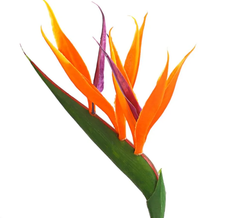 Dehner Paradiesvogelblume Online