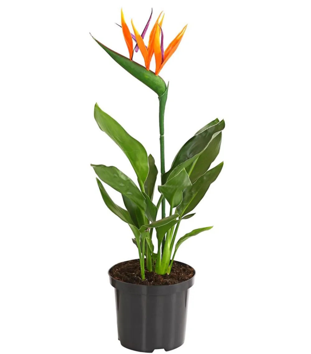 Dehner Paradiesvogelblume Online