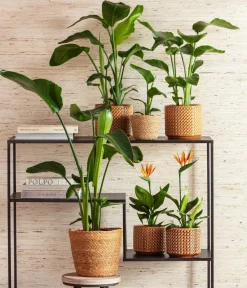 Dehner Paradiesvogelblume Online