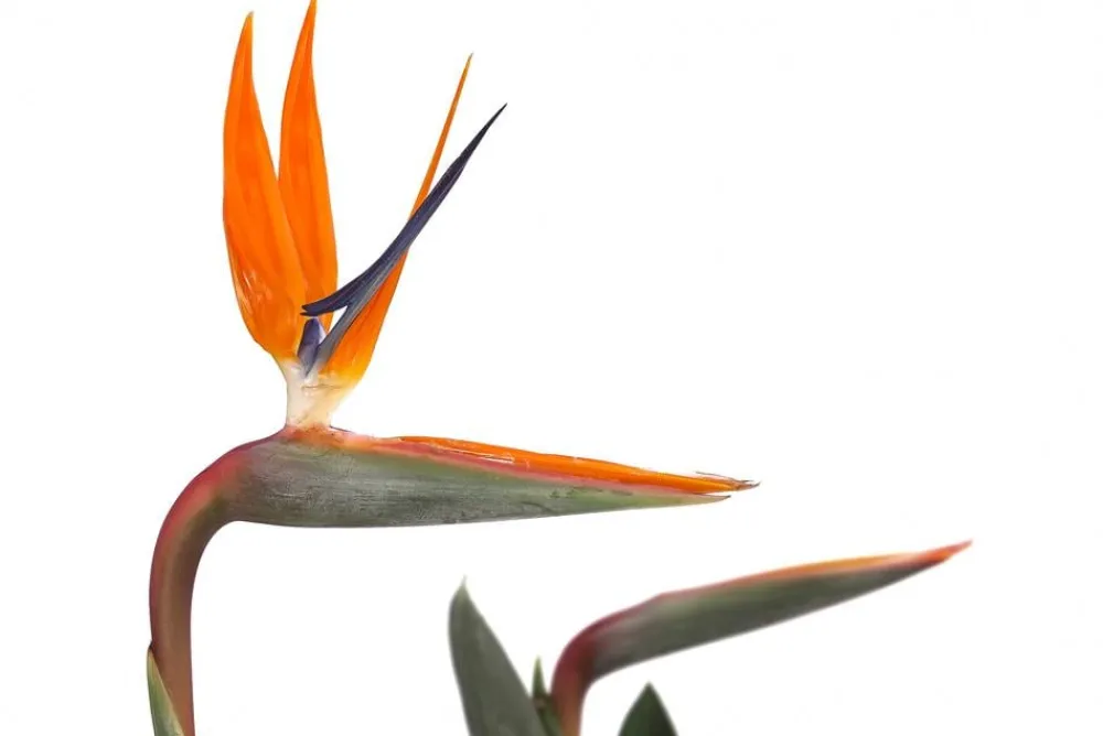 Dehner Paradiesvogelblume