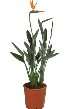 Dehner Paradiesvogelblume