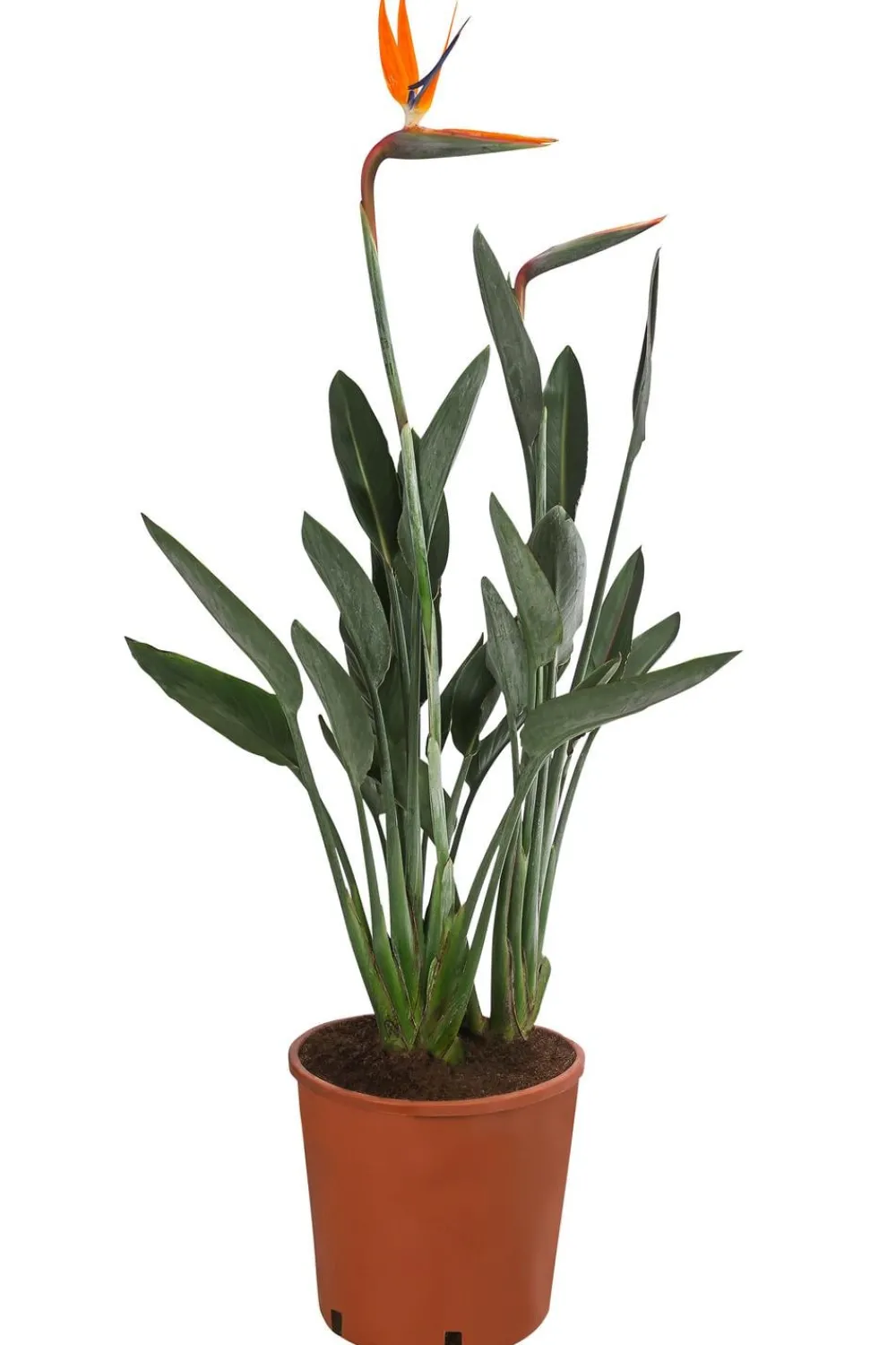 Dehner Paradiesvogelblume