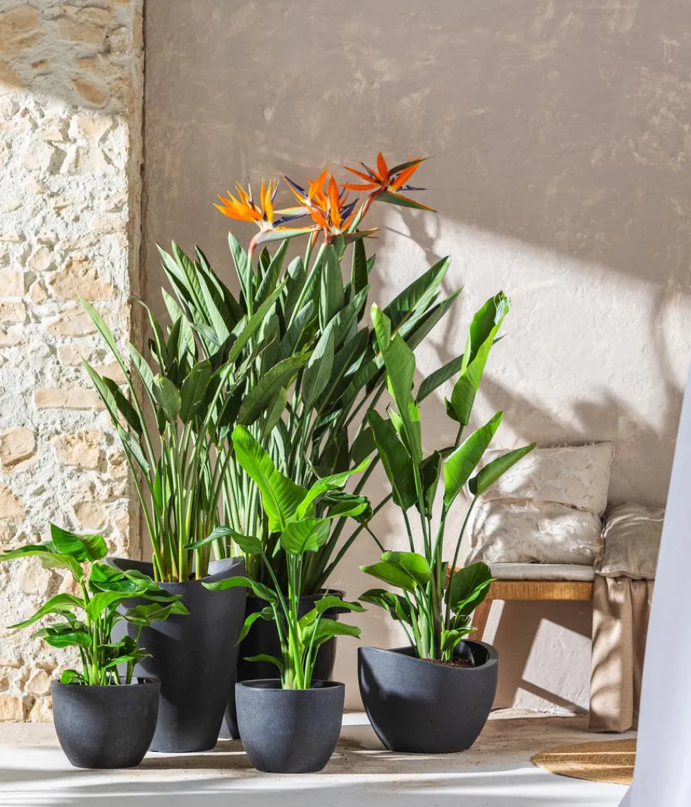 Dehner Terrassenpflanzen - Paradiesvogelblume