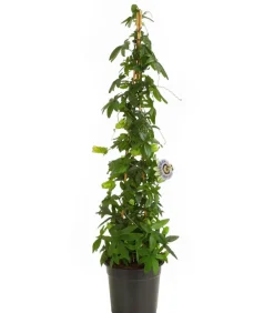 Dehner Terrassenpflanzen > Passionsblume, Pyramide, verschiedene Sorten