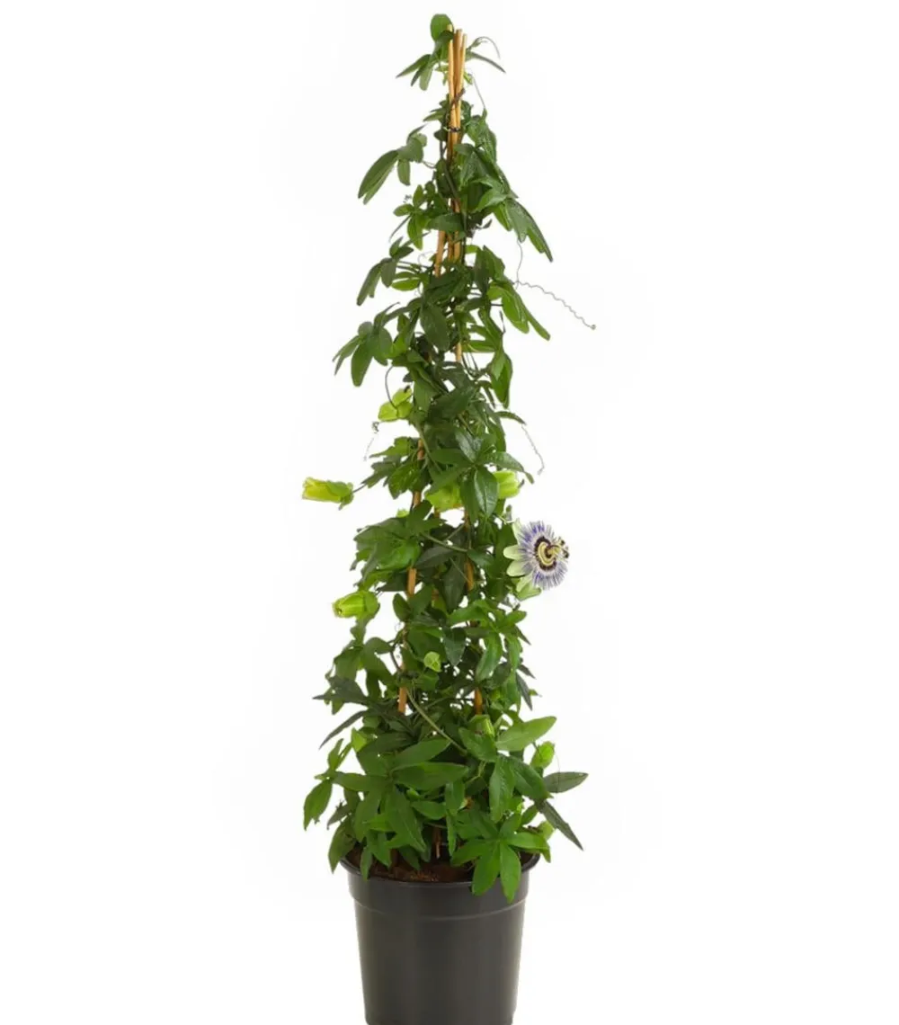 Dehner Terrassenpflanzen > Passionsblume, Pyramide, verschiedene Sorten