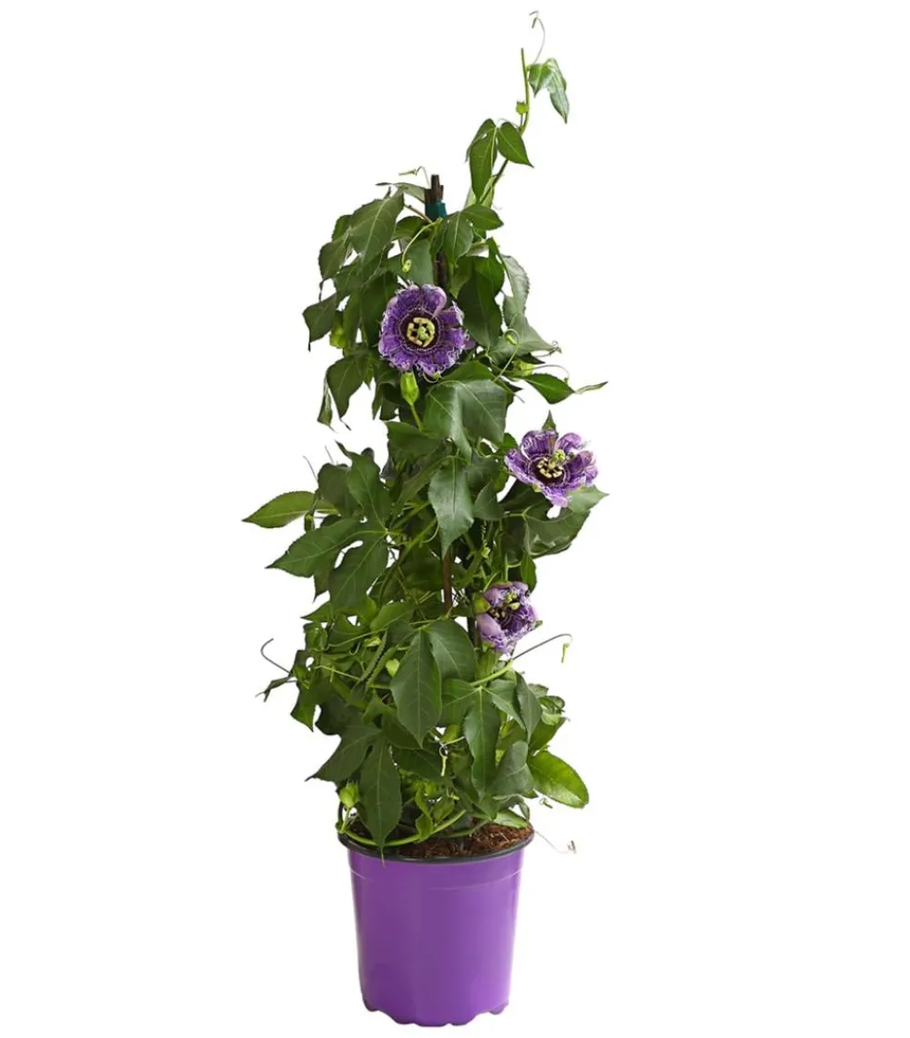 Dehner Terrassenpflanzen > Passionsblume, Pyramide, verschiedene Sorten
