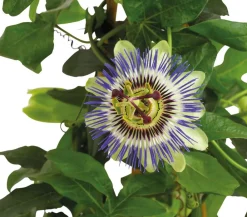 Dehner Terrassenpflanzen > Passionsblume, Pyramide, verschiedene Sorten