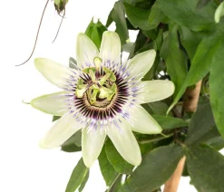 Dehner Passionsblume, Pyramide, verschiedene Sorten Bunt New
