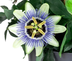 Dehner Terrassenpflanzen - Passionsblume, Pyramide, verschiedene Sorten Bunt