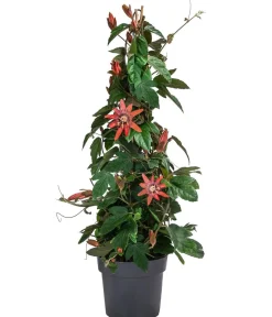 Dehner Terrassenpflanzen - Passionsblume, Pyramide, verschiedene Sorten Bunt
