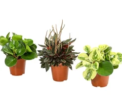Dehner Zimmerpflanzen-Sets|Grünpflanzen > Peperomien-Set - Peperomia cultivars, 3-teilig