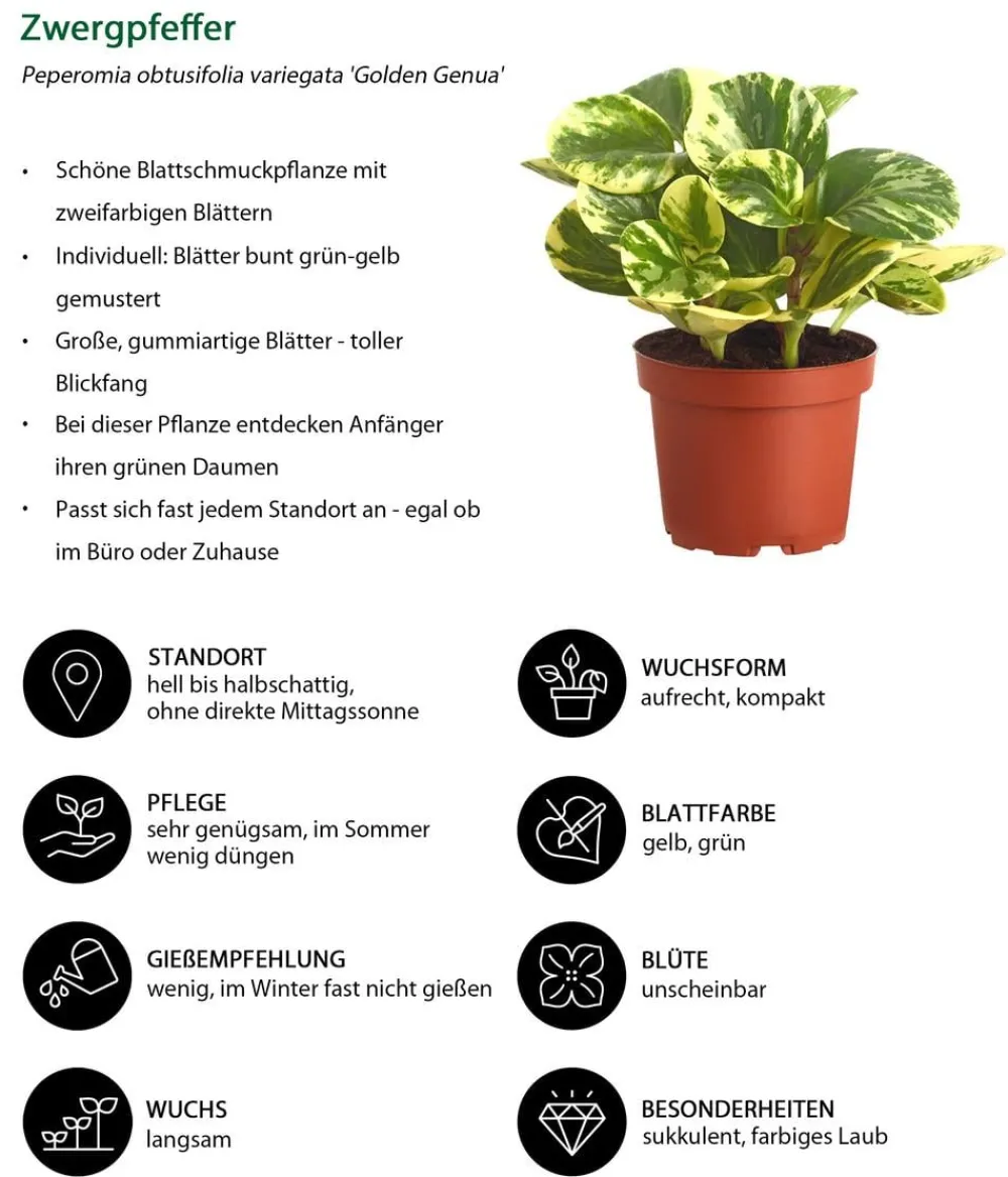 Dehner Zimmerpflanzen-Sets|Grünpflanzen > Peperomien-Set - Peperomia cultivars, 3-teilig