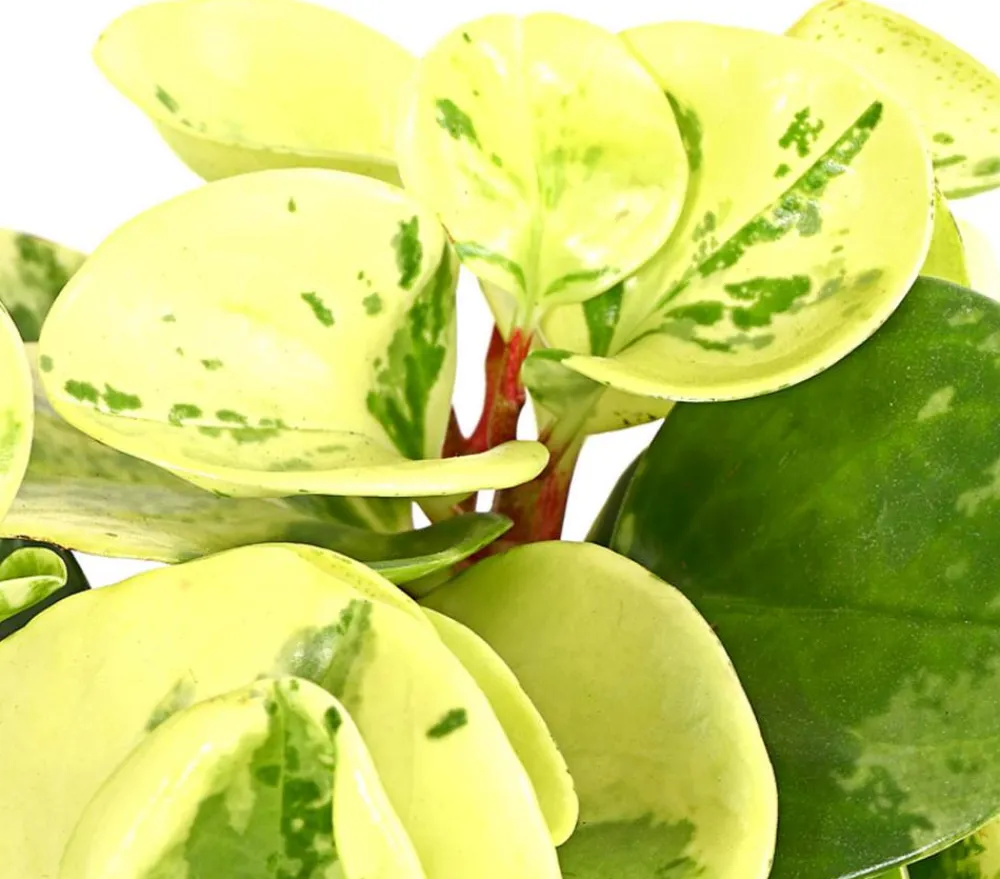 Dehner Zimmerpflanzen-Sets|Grünpflanzen > Peperomien-Set - Peperomia cultivars, 3-teilig