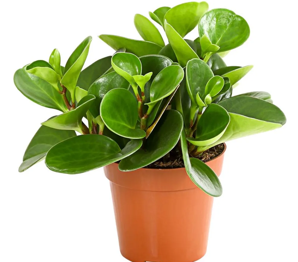 Dehner Zimmerpflanzen-Sets|Grünpflanzen > Peperomien-Set - Peperomia cultivars, 3-teilig