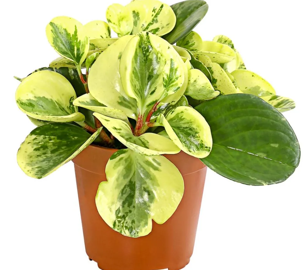 Dehner Zimmerpflanzen-Sets|Grünpflanzen > Peperomien-Set - Peperomia cultivars, 3-teilig