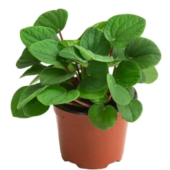 Dehner Peperomie - Peperomia albovittatta 'Rana Verde' Grün Hot