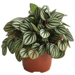 Dehner Peperomie - Peperomia albovittata 'Piccolo Banda'