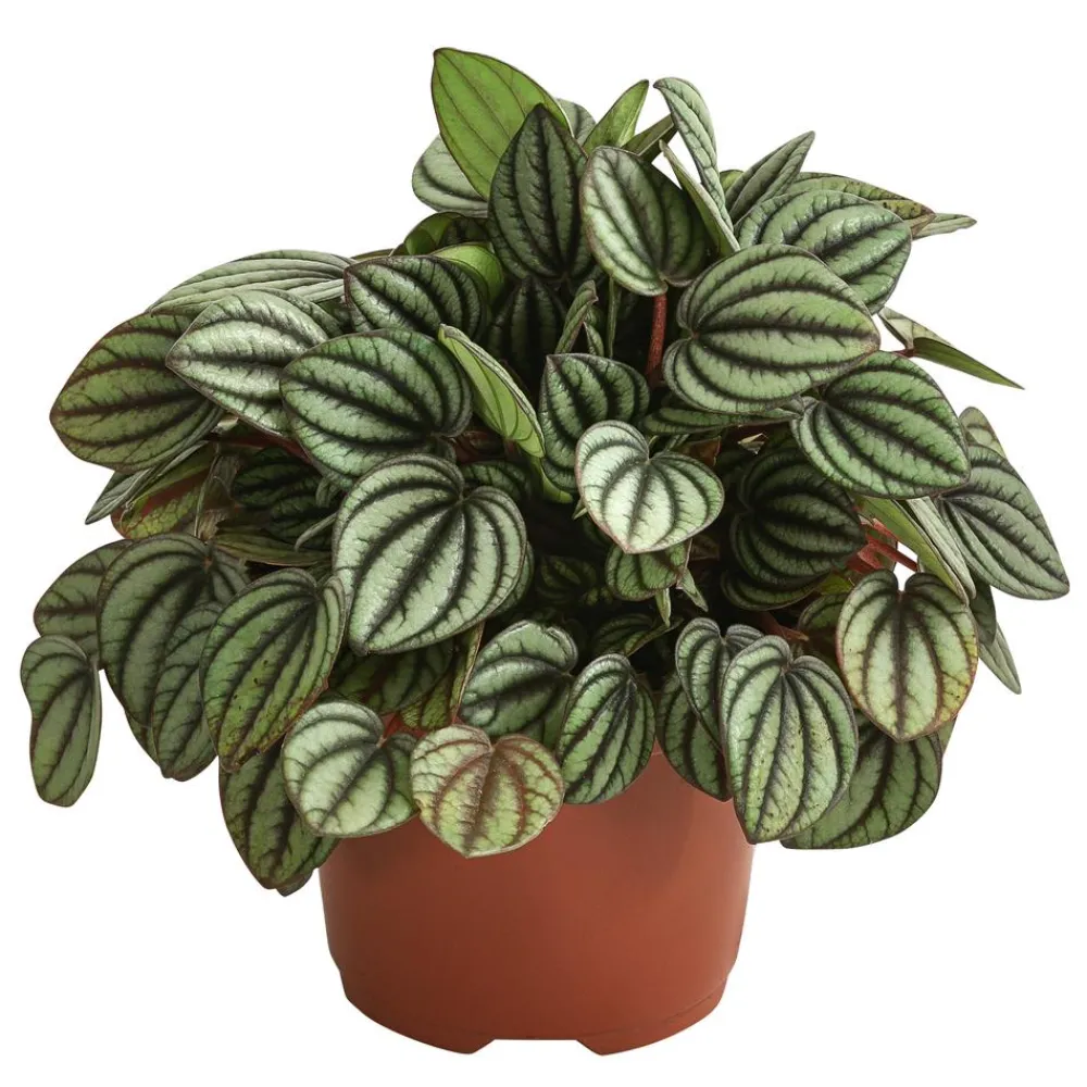 Dehner Peperomie - Peperomia albovittata 'Piccolo Banda'