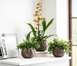 Dehner Grünpflanzen - Peperomie - Peperomia angulata 'Rocca Verde' Dunkelgrün