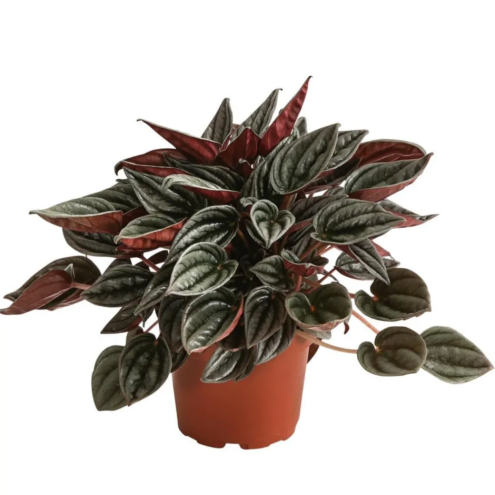 Dehner Grünpflanzen > Peperomie - Peperomia caperata 'Mendoza'