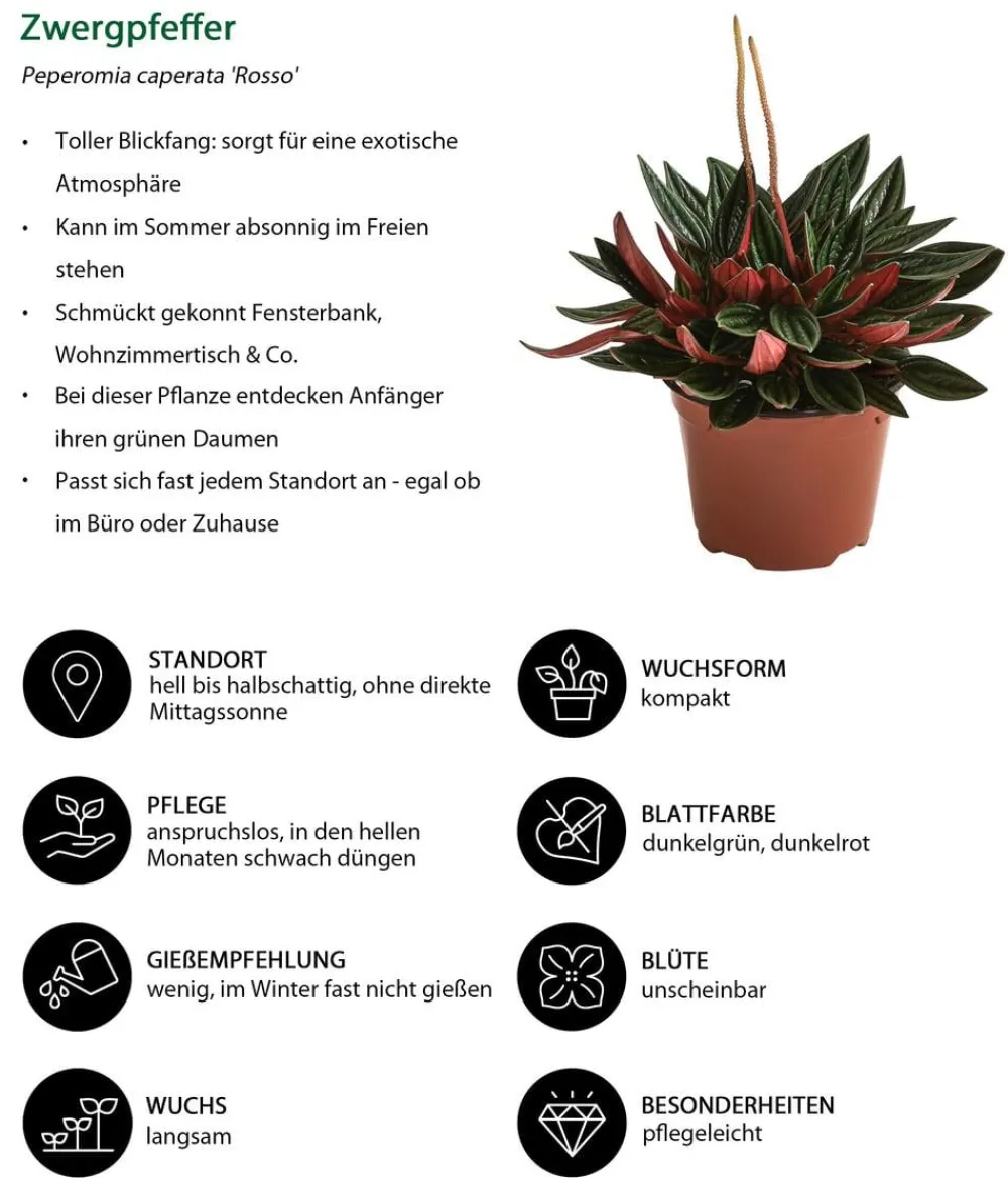 Dehner Peperomie - Peperomia caperata 'Rosso' Discount