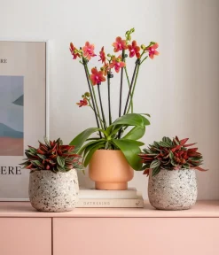 Dehner Peperomie - Peperomia caperata 'Rosso' Discount