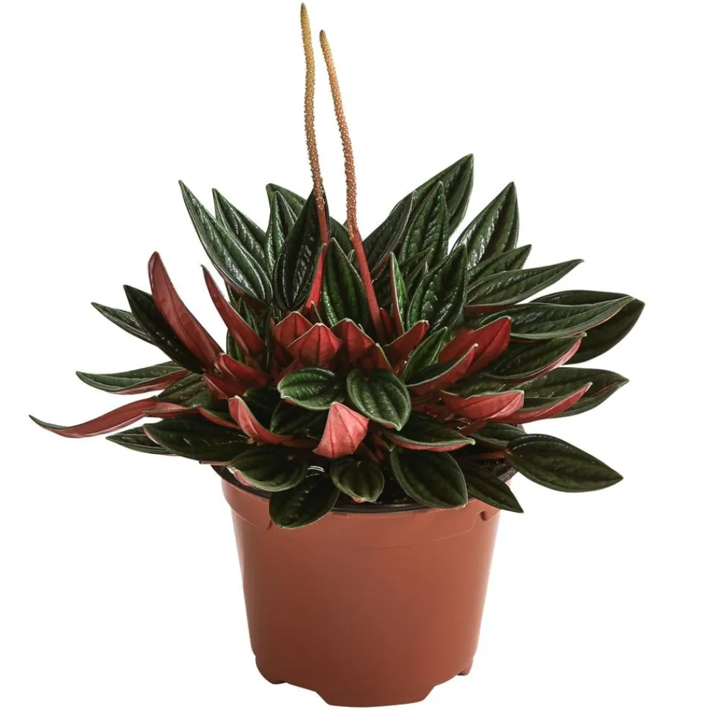 Dehner Peperomie - Peperomia caperata 'Rosso' Discount