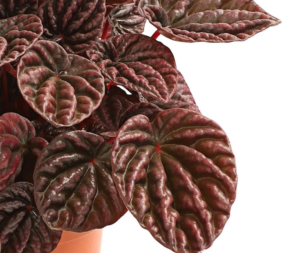 Dehner Peperomie - Peperomia caperata 'Red' New