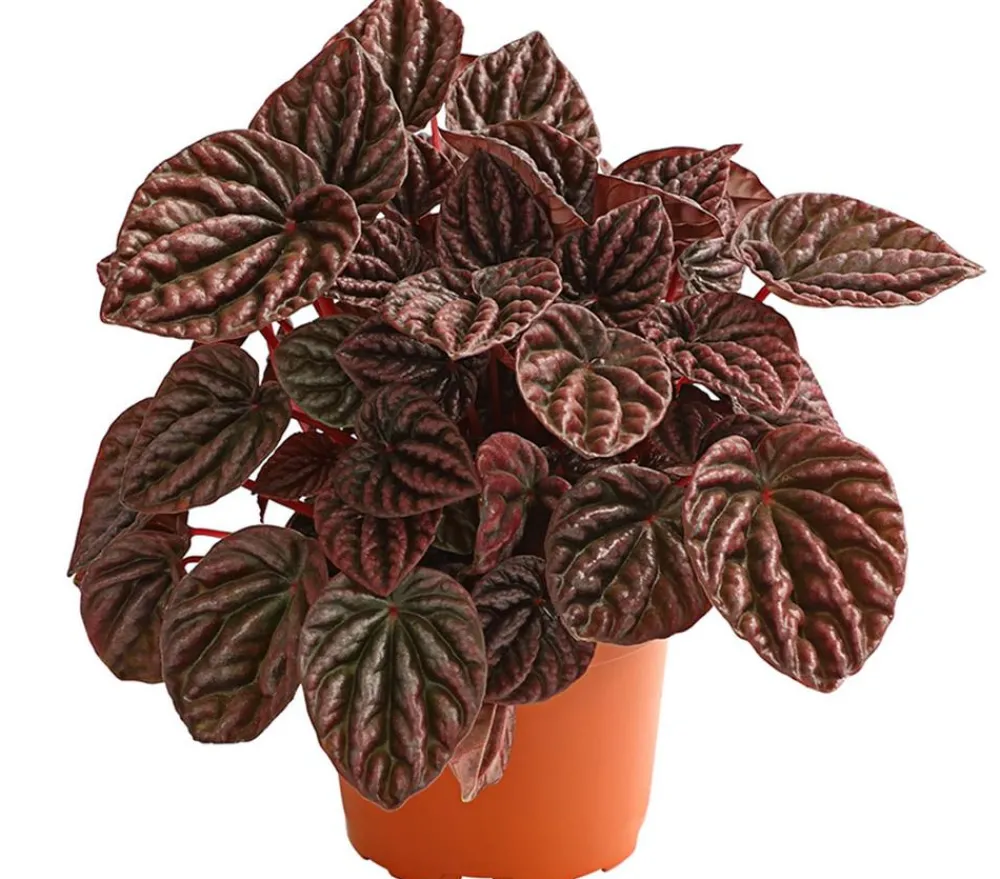 Dehner Peperomie - Peperomia caperata 'Red' New