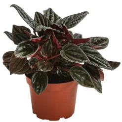 Dehner Peperomie - Peperomia caperata 'Brasilia' New
