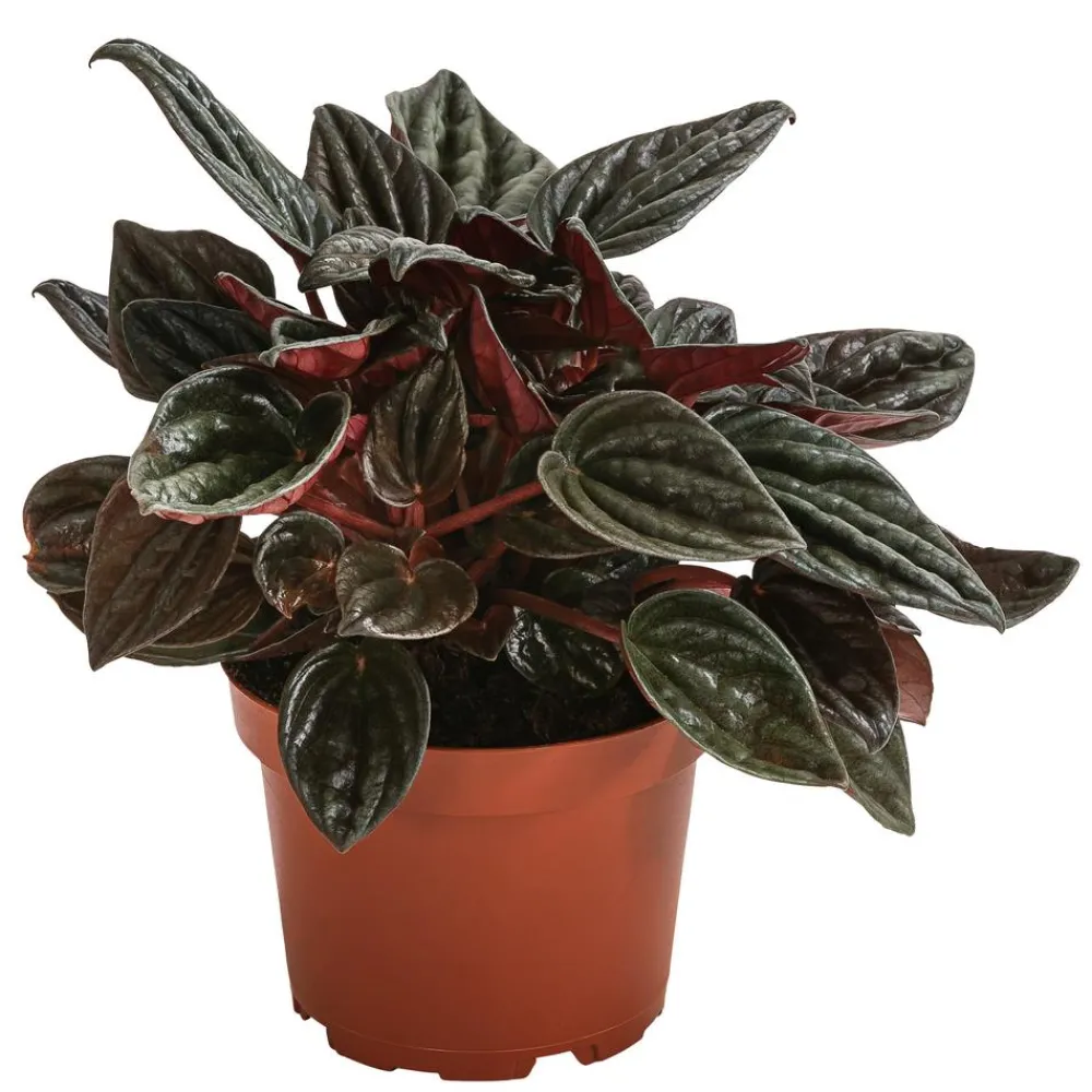 Dehner Peperomie - Peperomia caperata 'Brasilia' New