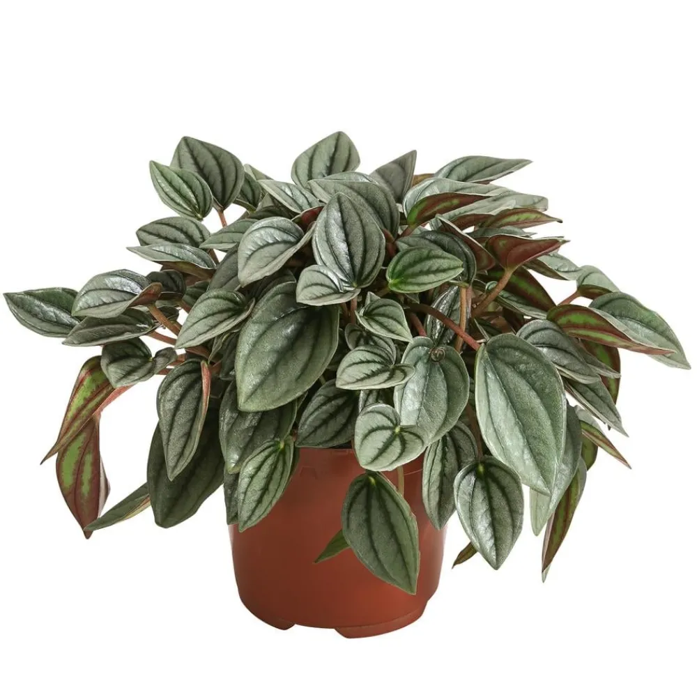 Dehner Peperomie - Peperomia caperata 'Napoli Nights' Grün Discount