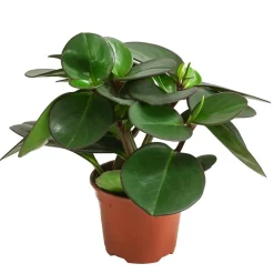 Dehner Peperomie - Peperomia clusiifolia Grün Clearance
