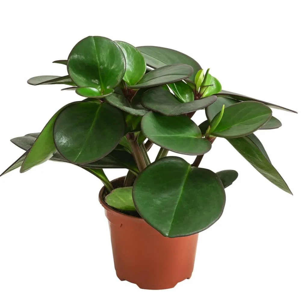 Dehner Peperomie - Peperomia clusiifolia Grün Clearance