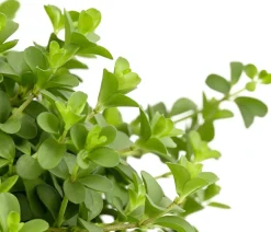 Dehner Grünpflanzen - Peperomie - Peperomia deppeana Grün