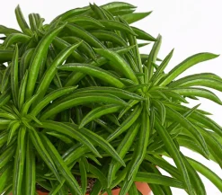 Dehner Peperomie - Peperomia ferreyrae 'Happy Bean' Grün Sale
