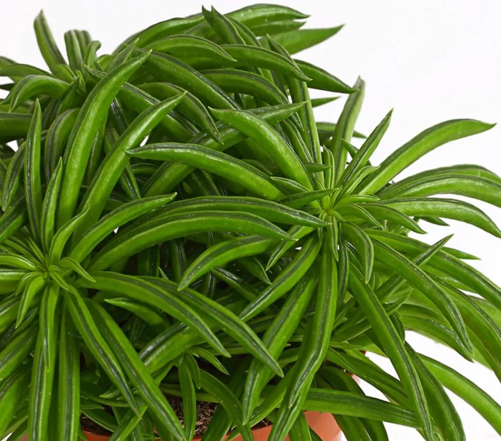 Dehner Peperomie - Peperomia ferreyrae 'Happy Bean' Grün Sale