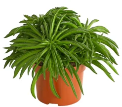 Dehner Peperomie - Peperomia ferreyrae 'Happy Bean' Grün Sale