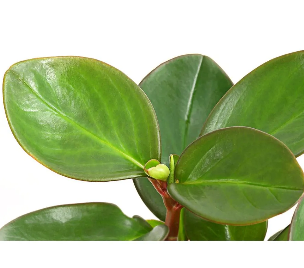 Dehner Grünpflanzen > Peperomie - Peperomia obtusifolia 'Red Margin'