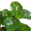 Dehner Sukkulenten|Grünpflanzen > Peperomie - Peperomia obtusifolia